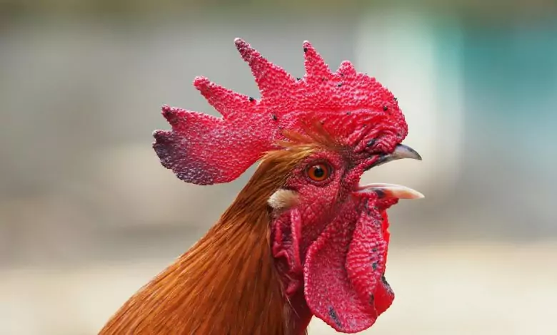 петльовден