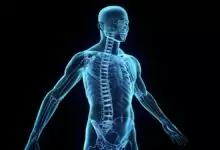 Части на тялото