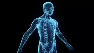 Части на тялото