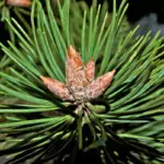 Боров сироп