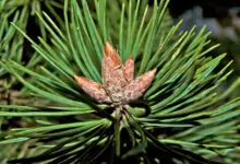 Как да си направим боров сироп