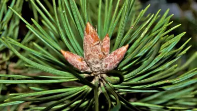 Как да си направим боров сироп