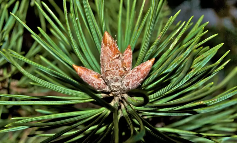 Как да си направим боров сироп