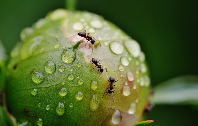 Мравките - как да ги изгоним