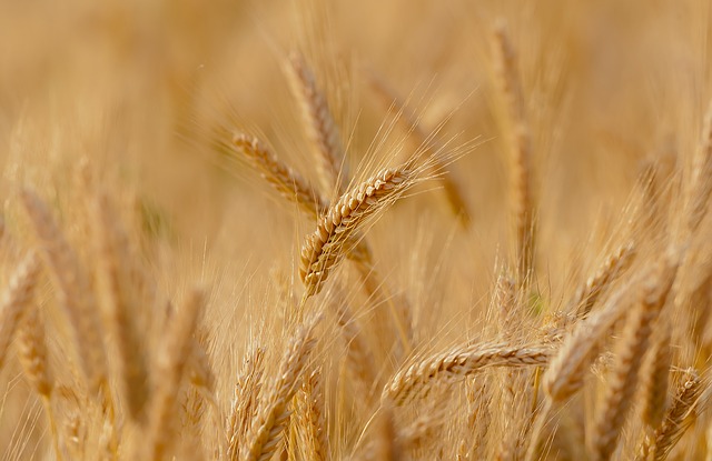 Лечебната сила на покълналото жито