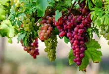 Гроздови семена