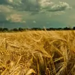 Лечебната сила на покълналото жито