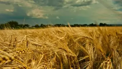 Лечебната сила на покълналото жито