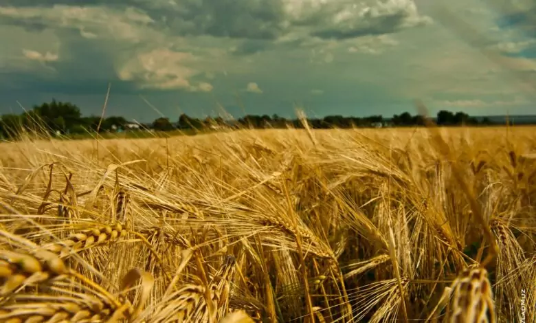 Лечебната сила на покълналото жито