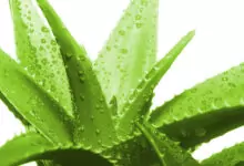 Лек от алое