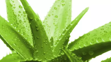 Лек от алое