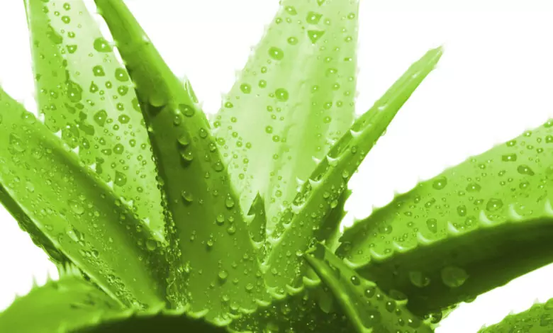 Лек от алое