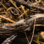 Мравките – как да ги изгоним