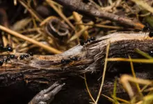 Мравките - как да ги изгоним