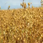 Овесът срещу цигарите