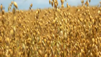 Овесът срещу цигарите