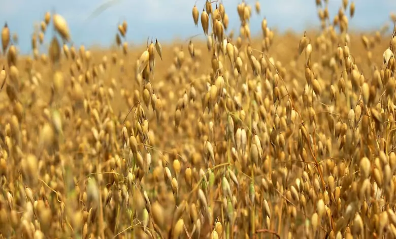 Овесът срещу цигарите