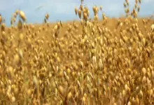 Овесът срещу цигарите