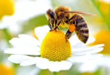Лечебните свойства на пчелното млечице