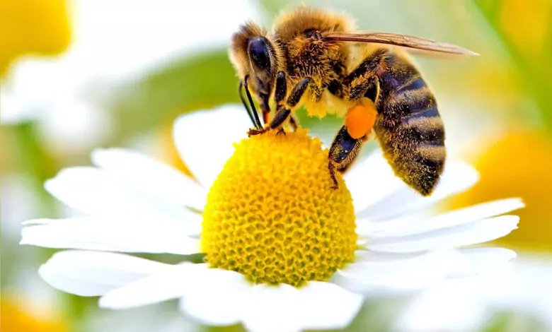 Лечебните свойства на пчелното млечице