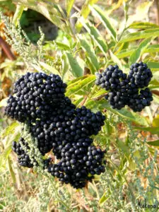 Сироп от Бъзак - 'Зимен елексир'