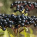 Сироп от Бъзак – ‘Зимен елексир’