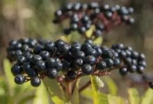 Сироп от Бъзак - 'Зимен елексир'