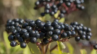 Сироп от Бъзак - 'Зимен елексир'