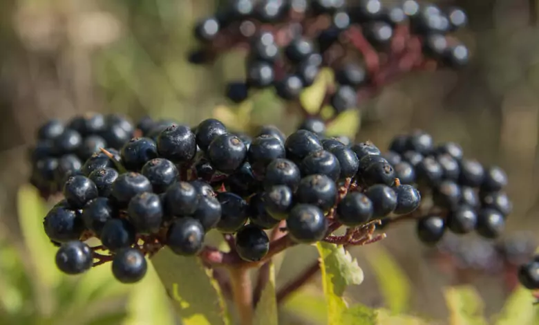 Сироп от Бъзак - 'Зимен елексир'