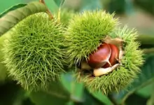 Венец от кестен гони бедите