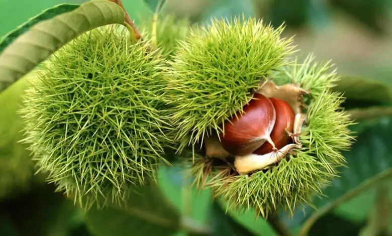 Венец от кестен гони бедите