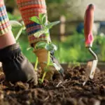 Зеленчуци – внимавайте за пръстта