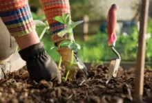 Зеленчуци - внимавайте за пръстта