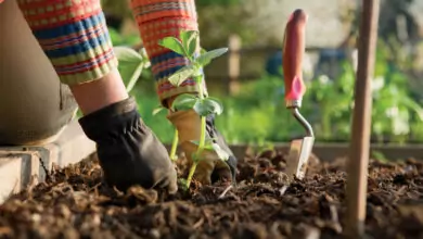 Зеленчуци - внимавайте за пръстта