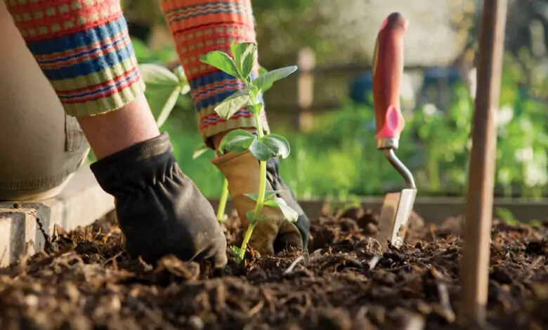 Зеленчуци - внимавайте за пръстта