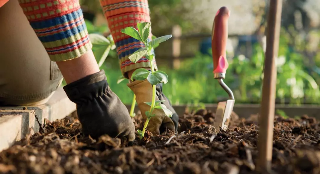 Зеленчуци - внимавайте за пръстта