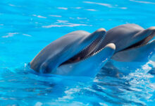 Делфини с нежни имена