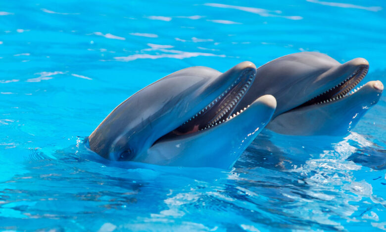 Делфини с нежни имена