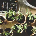 Градинарството бори депресията