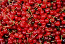 Костилките предсказват бъдещето