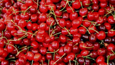 Костилките предсказват бъдещето