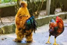 Петльовден