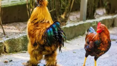 Петльовден