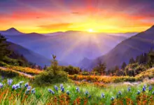 Пожелания за Еньовден