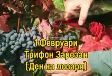 Трифоновден