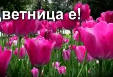 Цветница