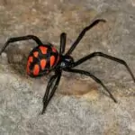 Черният паяк е по-отровен от гърмящата змия