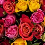 Цветът на розите носи различни послания