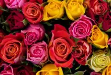 Цветът на розите