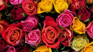 Цветът на розите